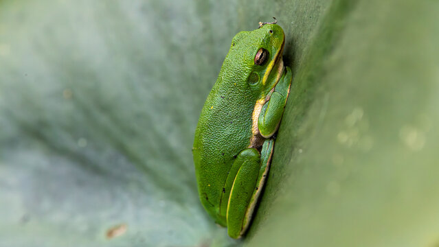 Green tree frog resting against a broad green leaf