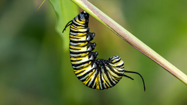 Striped caterpillar hanging in a curve beneath a stem