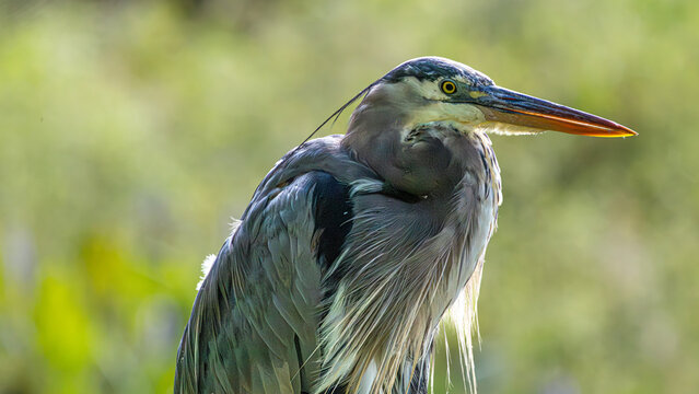 Great blue heron portrait against a soft green background