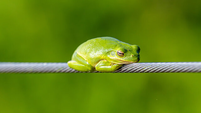 Green tree frog resting on a metal cable