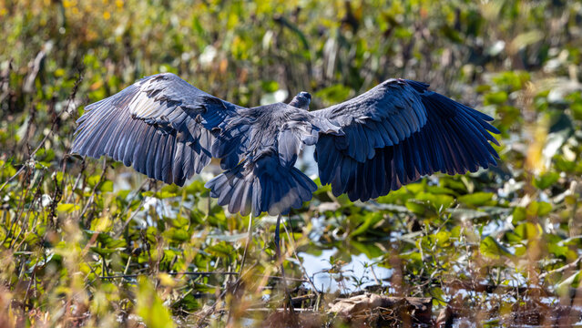 Great blue heron spreading wings viewed from behind