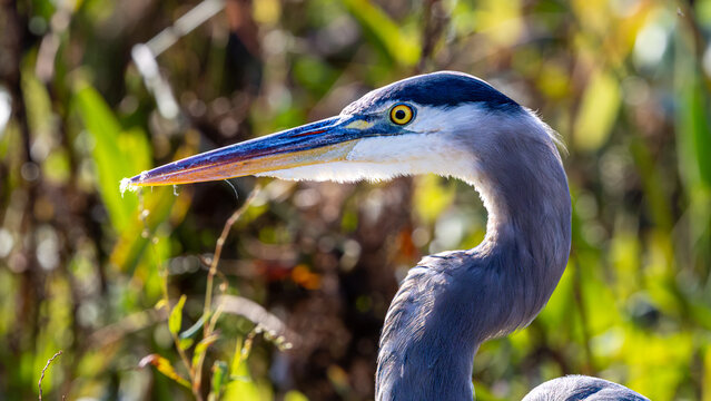Close profile of a great blue heron with yellow eye