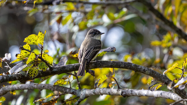 Small gray bird perched on a branch among yellow leaves