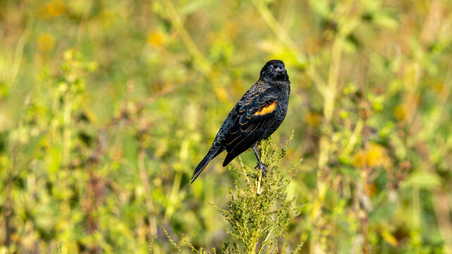 Black bird with orange wing patch perched on a plant