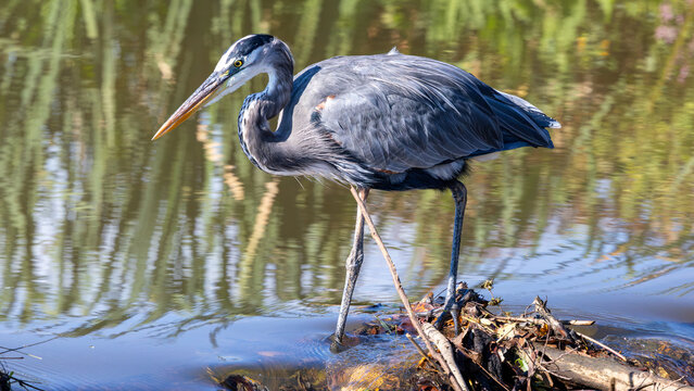 Great blue heron leaning over water on fallen branches