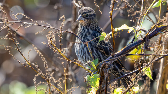 Streaked brown bird perched among dry seed stems