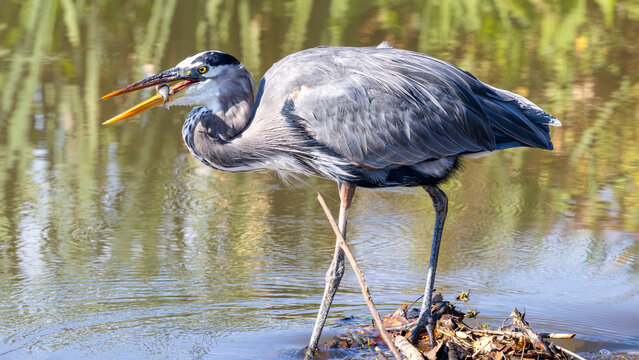 Great blue heron holding a small fish in its open bill