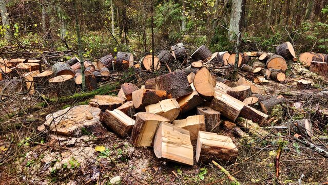 Spruce decks after sanitary felling of trees lie on the ground near stumps, sawdust and branches. They'll be chopped up for firewood. Nearby there is a deadfall, shrubs and coniferous trees grow
