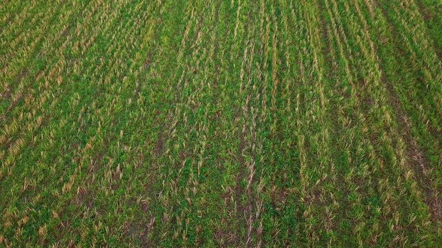 Field of just cut grain with low green grass, flying over slowly, farming and agriculture background