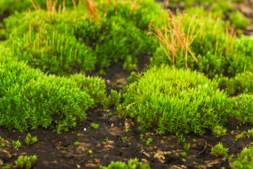 Green moss as a background. © Valerii Zan