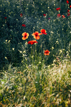 Red poppies blooming in a wild meadow among grasses and delicate summer wildflowers