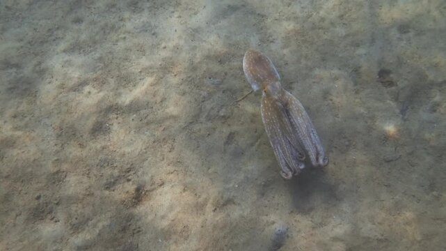 Octopus swimming over a sandy seabed patterned with rippling sunlight in shallow clear water, Mediterranean Sea, French Riviera, France.