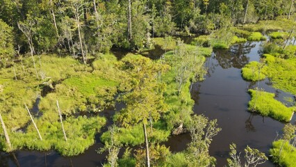 Marshy creek with grass islands and trees © Alex