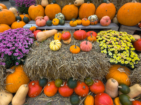 Herbstliche K&uuml;rbis- und Strohdekoration mit verschiedenen K&uuml;rbissorten wie Hokkaido, Butternut und viele andere, Deutschland