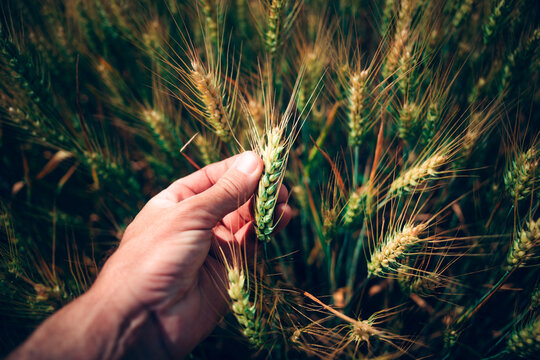 A hand gently holds a wheat ear in a sunlit golden field, evoking harvest, farming and rural life. Warm tones emphasize nature, crop maturity and agricultural care during late summer.