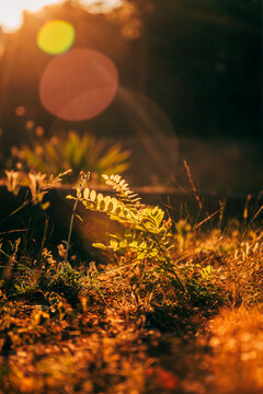 Golden morning sunlight illuminating small wild plants in Kvarner Bay, Croatia. Concept of new beginnings, serene nature, and peaceful dawn.