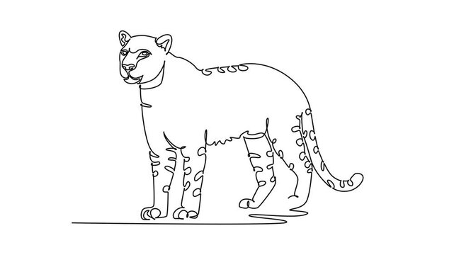 Self drawing animation of single line draw wild leopard or cheetah standing alertly. Spotted coat patterns, muscular feline body, rounded ears, long curved tail. Continuous line. Full length animated