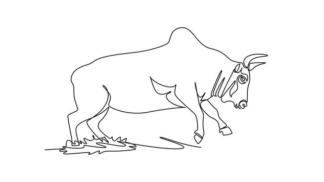 Self drawing animation single line draw wild zebu bull with distinct hump walking forward with head bowed low, pointed horns, muscular neck folds, sturdy hooves. Continuous line. Full length animated