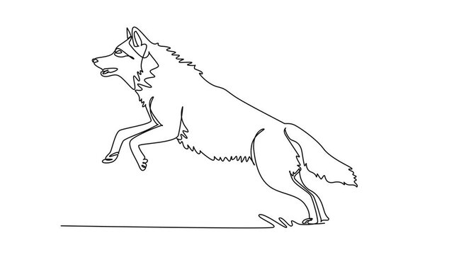 Self drawing animation of single line draw a wild jackal or wolf leaping dynamically mid-air, its poised pouncing motion, pointed ears, open jaws, and bushy tail. Continuous line. Full length animated