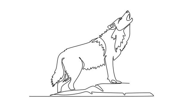 Self drawing animation of single line draw wild jackal or wolf standing on a rocky mound howling toward the sky, raised snout, bushy coat and commanding posture. Continuous line. Full length animated