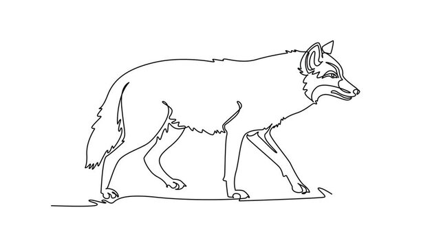 Self drawing animation of single line draw wild jackal or wolf trotting across savanna grass, highlighting its slender canine body, pointed erect ear, bushy tail. Continuous line. Full length animated