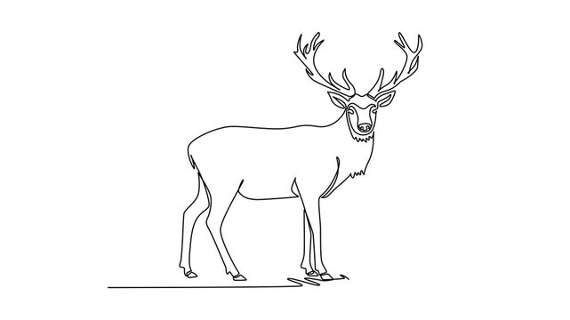 Animated self drawing of continuous line draw wild deer stag standing in a meadow looking straight forward, large branching antlers, slender stance, and sharp hooves. Full length single line animation