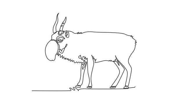 Animated self drawing of continuous line draw wild saiga antelope standing in grassland, distinctive bulbous tubular snout, ridged upright horns, and slender hooves. Full length single line animation