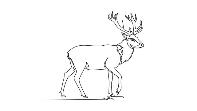 Animated self drawing of continuous line draw deer or stag walking steadily forward across savanna terrain, large branching antlers, ruffled chest fur, slender legs. Full length single line animation