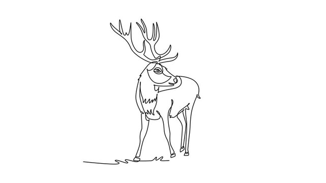 Animated self drawing of continuous line draw wild deer or stag standing gracefully in open grassy clearing while turning its head back, elaborate branching antlers. Full length single line animation