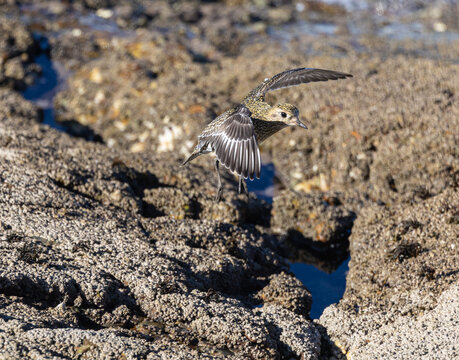 Observando lim&iacute;colas en la costa cant&aacute;brica como chorlitos dorados y grises, vuelvepiedras, etc