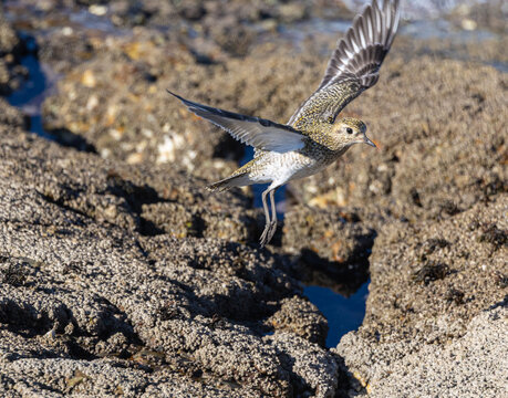 Observando lim&iacute;colas en la costa cant&aacute;brica como chorlitos dorados y grises, vuelvepiedras, etc