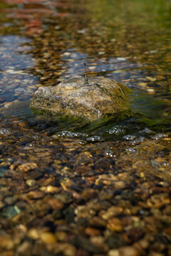 Beautiful Gomphus vulgatissimus (Clubtail) dragonfly on a stone surrounded by water.