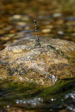 Beautiful Gomphus vulgatissimus (Clubtail) dragonfly on a stone surrounded by water.