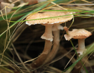 Mushroms in forest © karolina