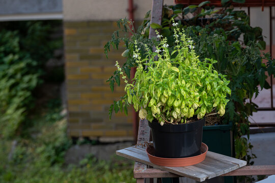 Green basil leaves in a flower pot on the balcony.