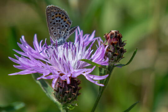 A beautiful common blue butterfly on a cornflower.