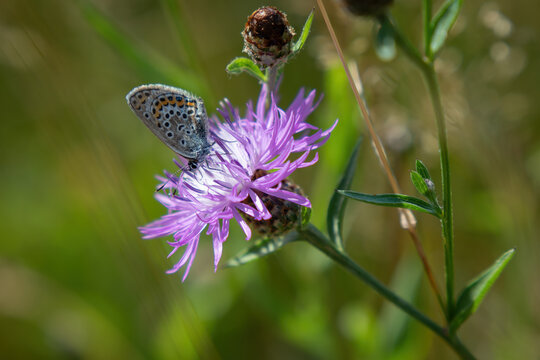 A beautiful common blue butterfly on a cornflower.