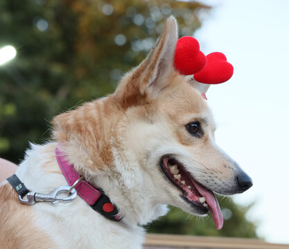 Pembroke Welsh Corgi wearing a heart shaped headband on its head, looking cute and playful in a fun pet portrait, suitable for Valentines Day, love themed content and pet accessories advertising