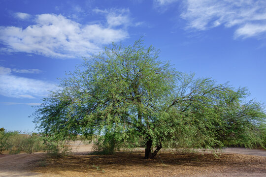Sprawling velvet mesquite tree stands prominently in an arid desert environment under a vibrant blue sky with wispy clouds, Phoenix, Arizona