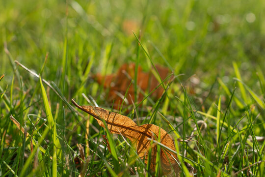 green grass with a dry leaf 