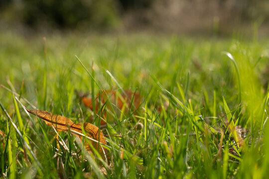 dry autumn leaf in the green grass 
