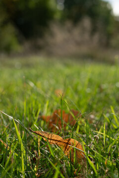 dry leaf in green grass 