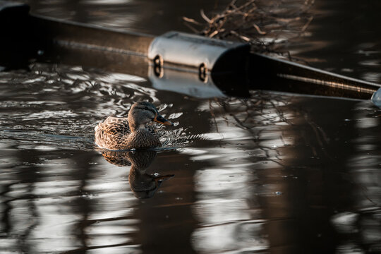 Female mallard duck floating beside a rowing oar on reflective dark water with ripples and moody evening light