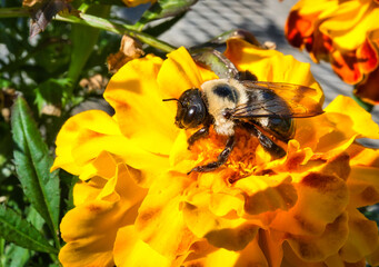 A bumblebee on a beautiful yellow flower. © Joe
