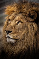 Close-up of a lion face, highlighting the mane and intense gaze. Symbol of power and majesty. © rebius