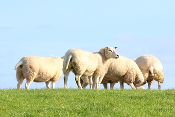 Flock of domestic sheep grazing on a green grassy dike under a clear blue sky © HeKy