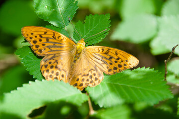 Close-up of a silver-washed fritillary butterfly (Argynnis paphia) resting on a green plant with wings spread, displaying its orange and black wing pattern against a blurred natural background. © Dennis