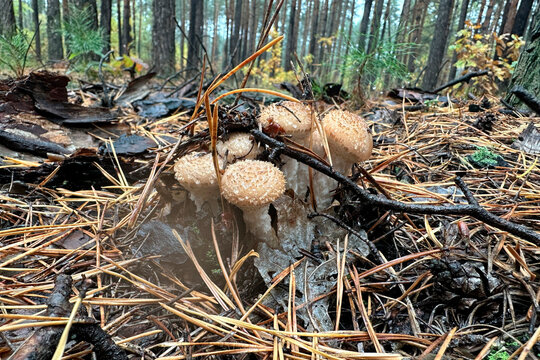 Cluster of wild mushrooms growing in pine forest needles