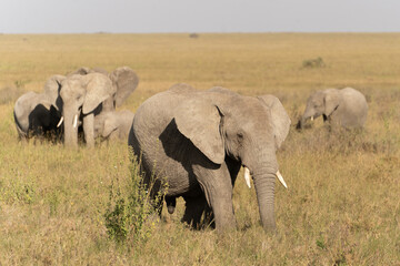 African elephant family with adult elephants and young calves in Serengeti, Tanzania. Majestic wildlife scene showcasing family bonds and natural behavior in the African savanna. © stock