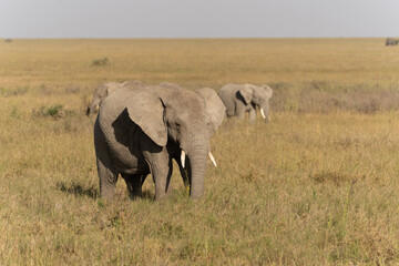 African elephant family with adult elephants and young calves in Serengeti, Tanzania. Majestic wildlife scene showcasing family bonds and natural behavior in the African savanna. © stock